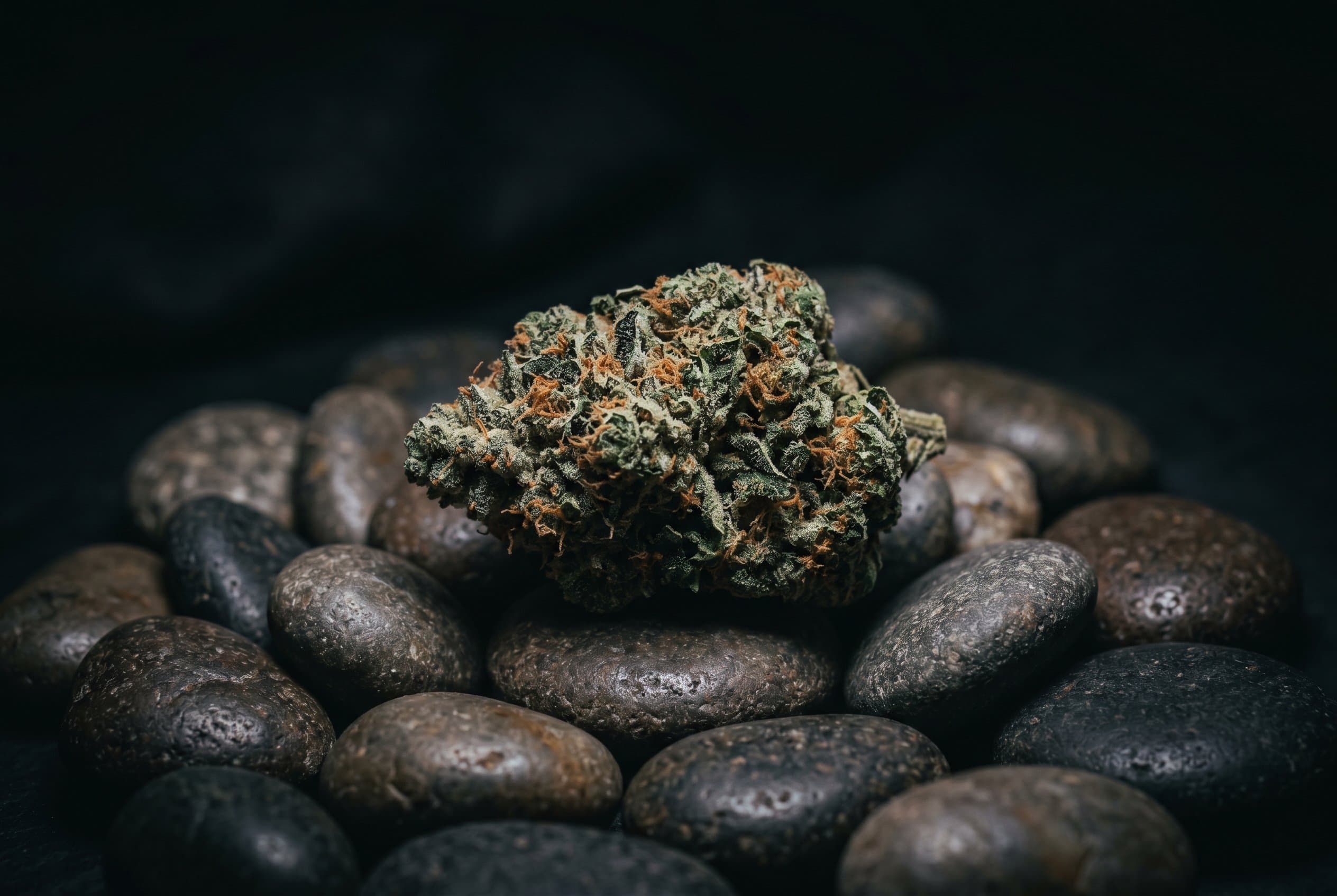 Girl Scout Cookies strain profile with cannabis buds and terpene information displayed