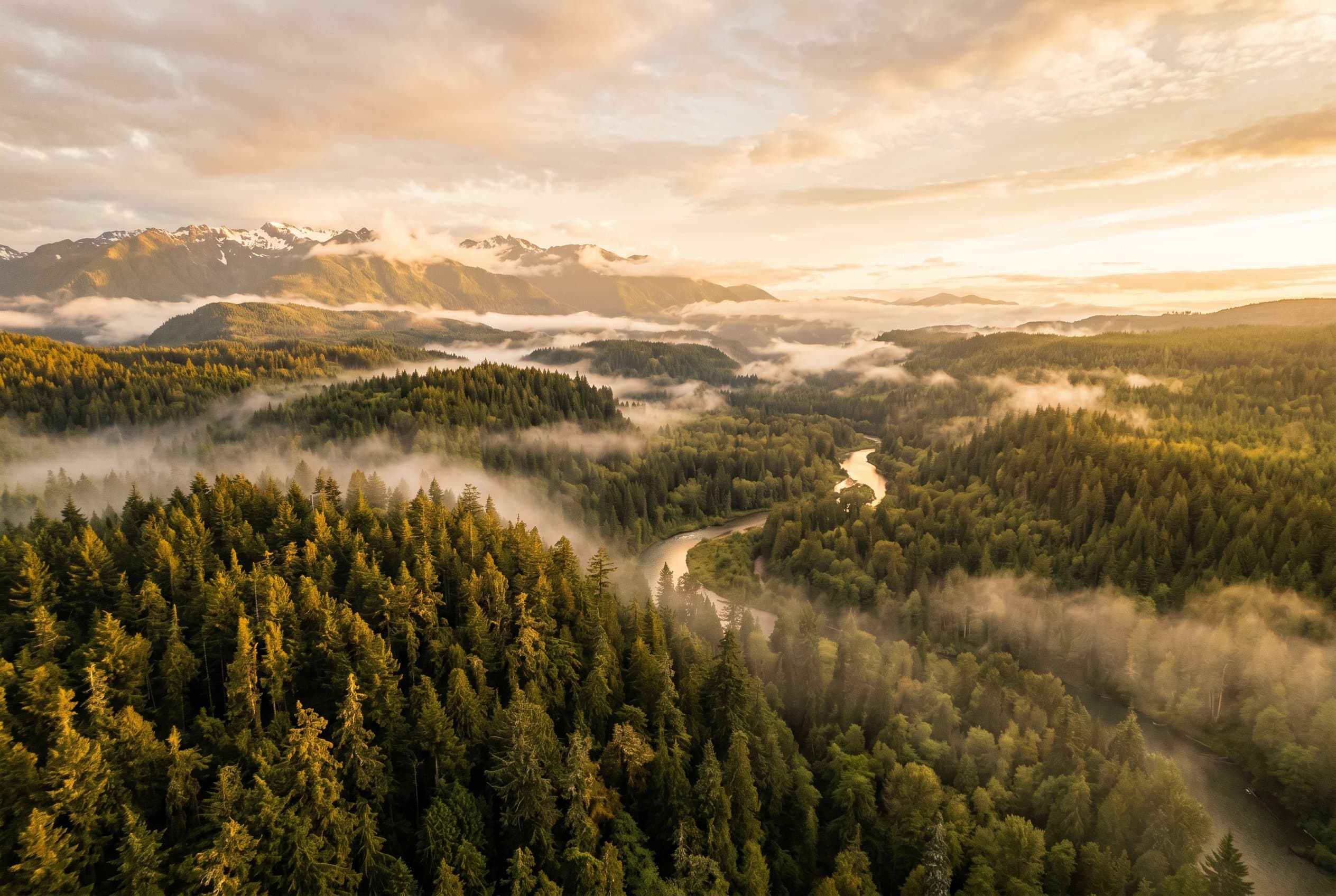 Washington cannabis laws