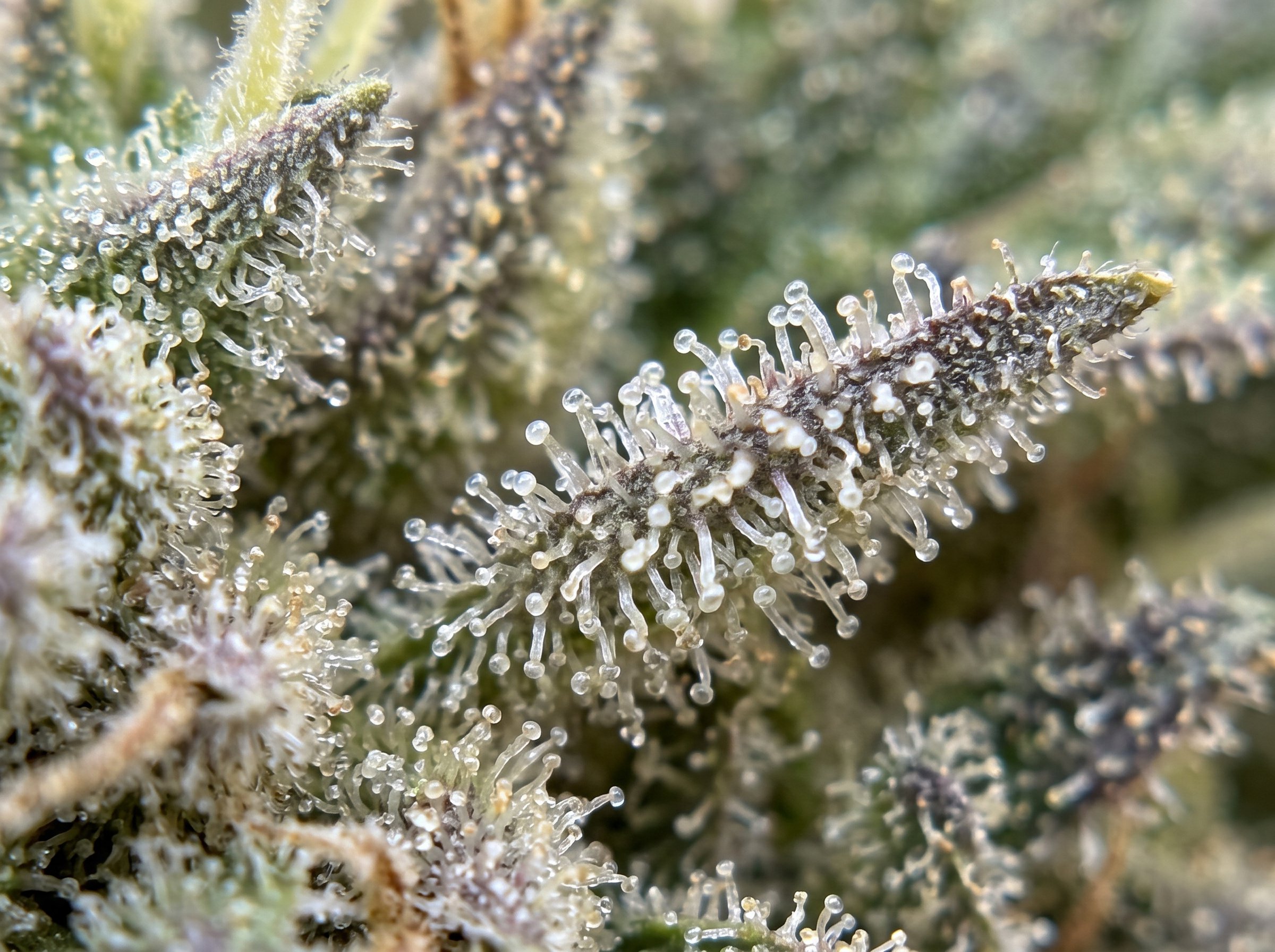 Amnesia Haze cannabis strain close-up showing dense buds and crystalline trichomes