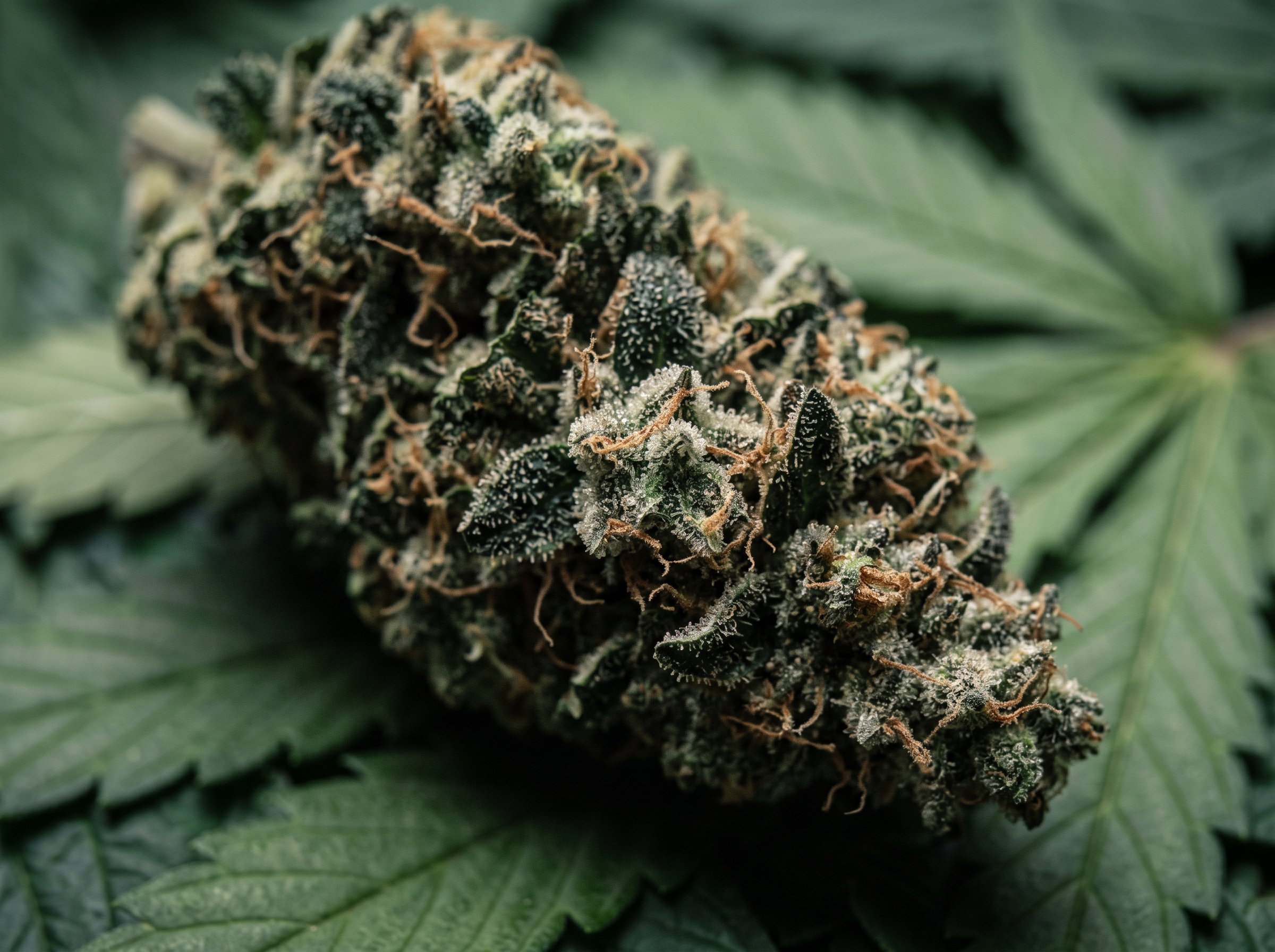 Cannabis pharmacology explained: THC and CBD molecular structures and brain receptor interactions diagram
