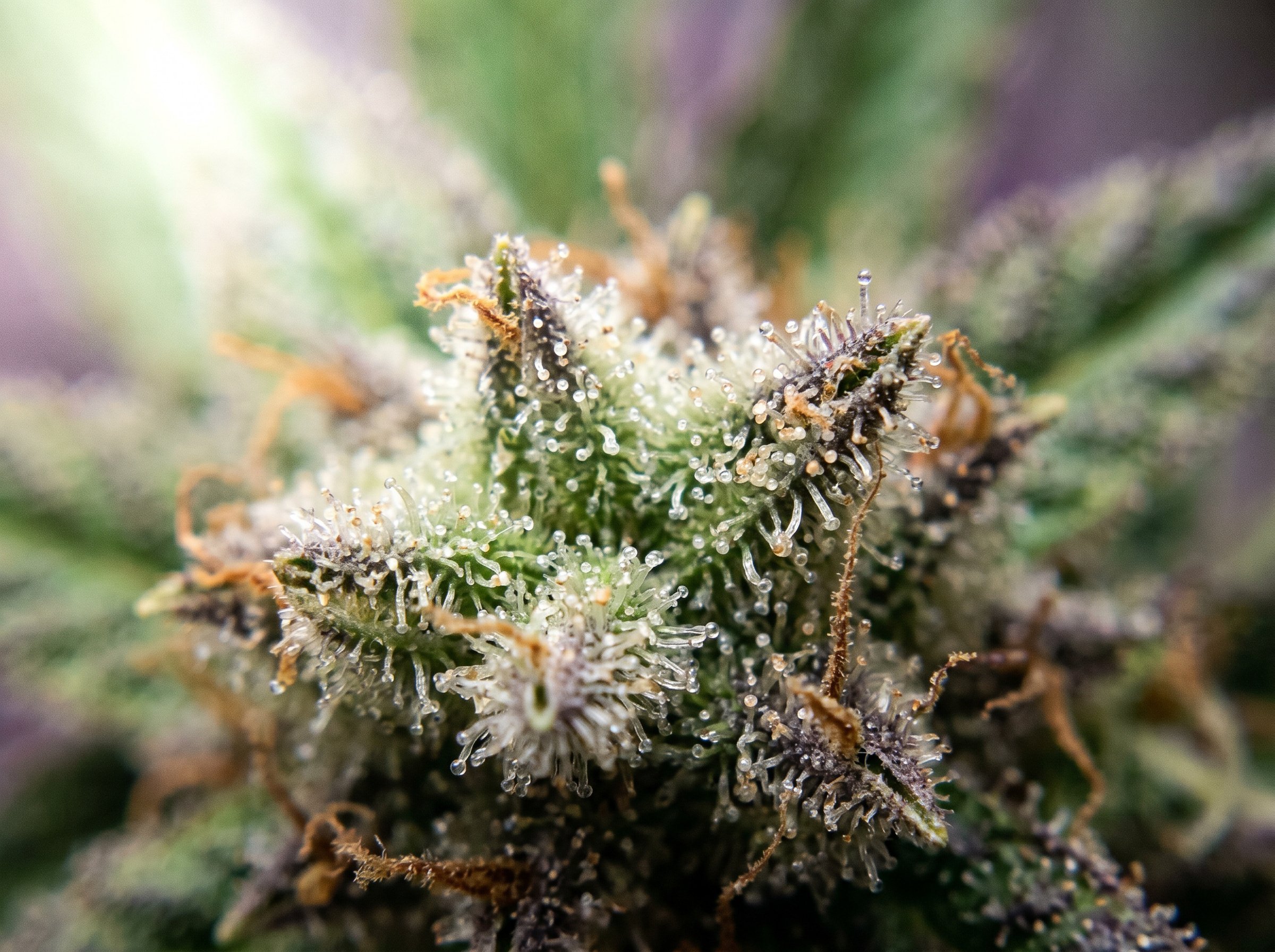 Girl Scout Cookies strain profile showing dense green buds with orange hairs and crystalline trichomes