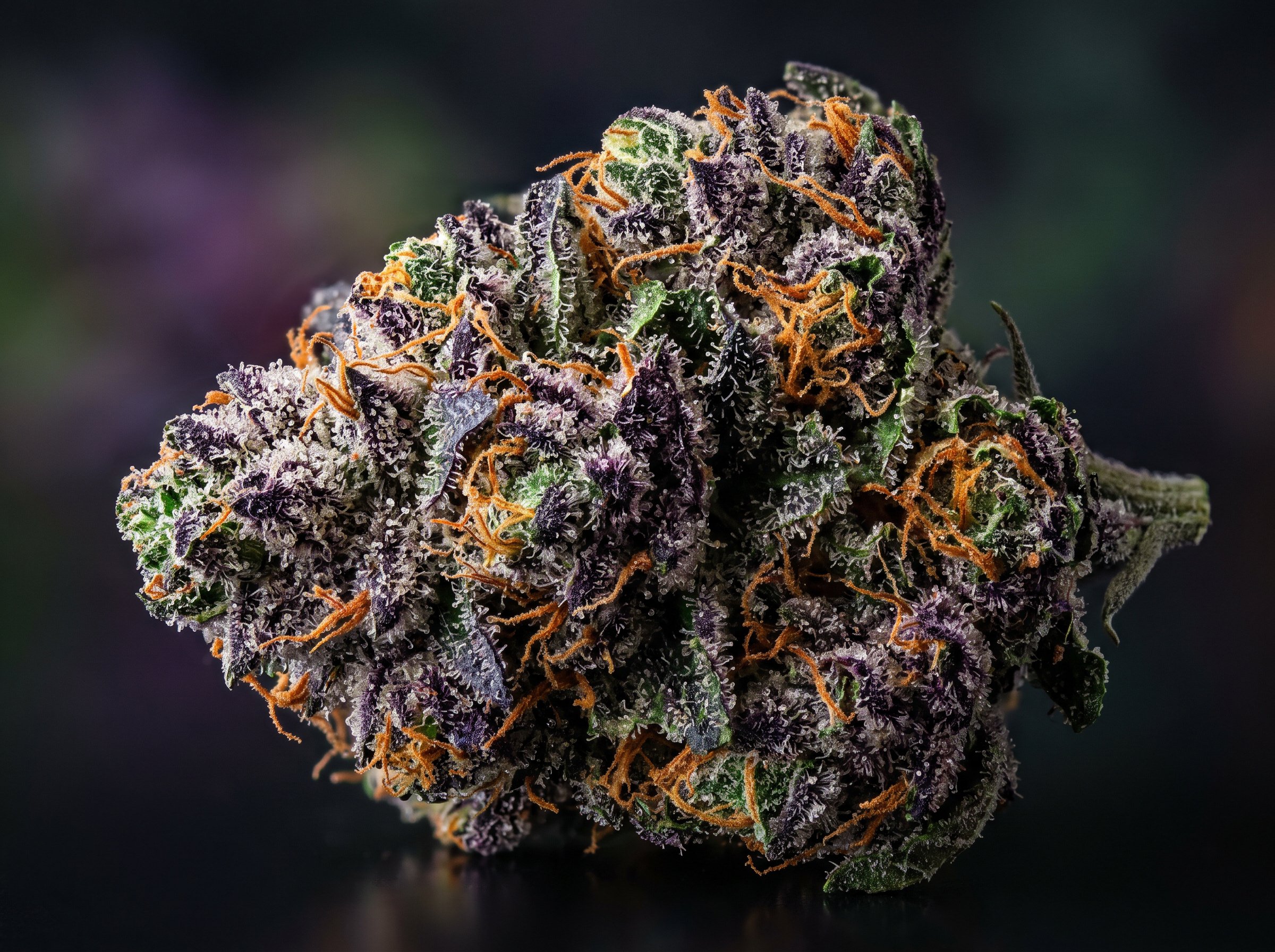Granddaddy Purple cannabis buds displaying deep purple coloring and trichomes showing strain effects