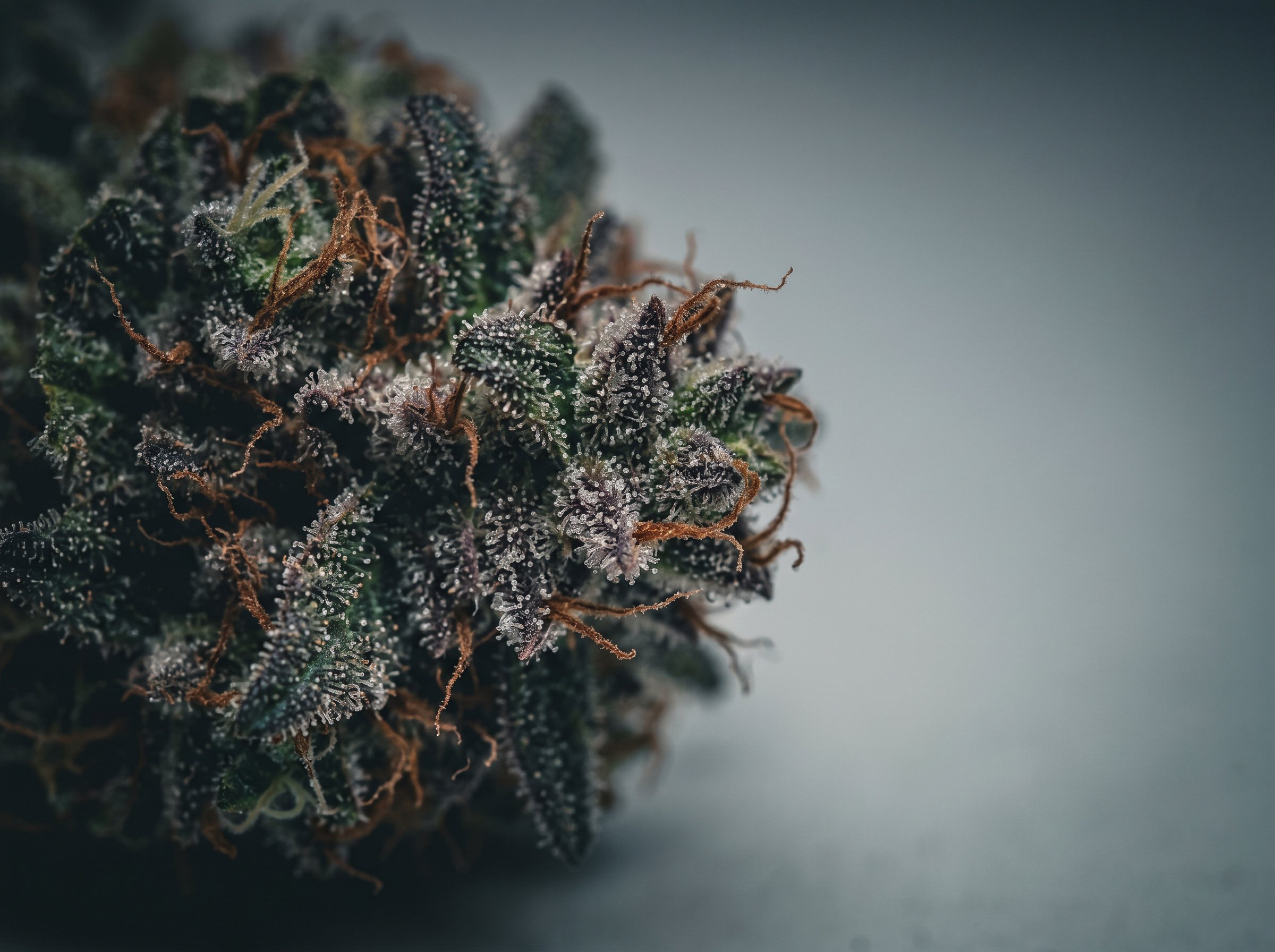 Jack Herer strain guide showing cannabis buds with orange hairs and dense trichomes