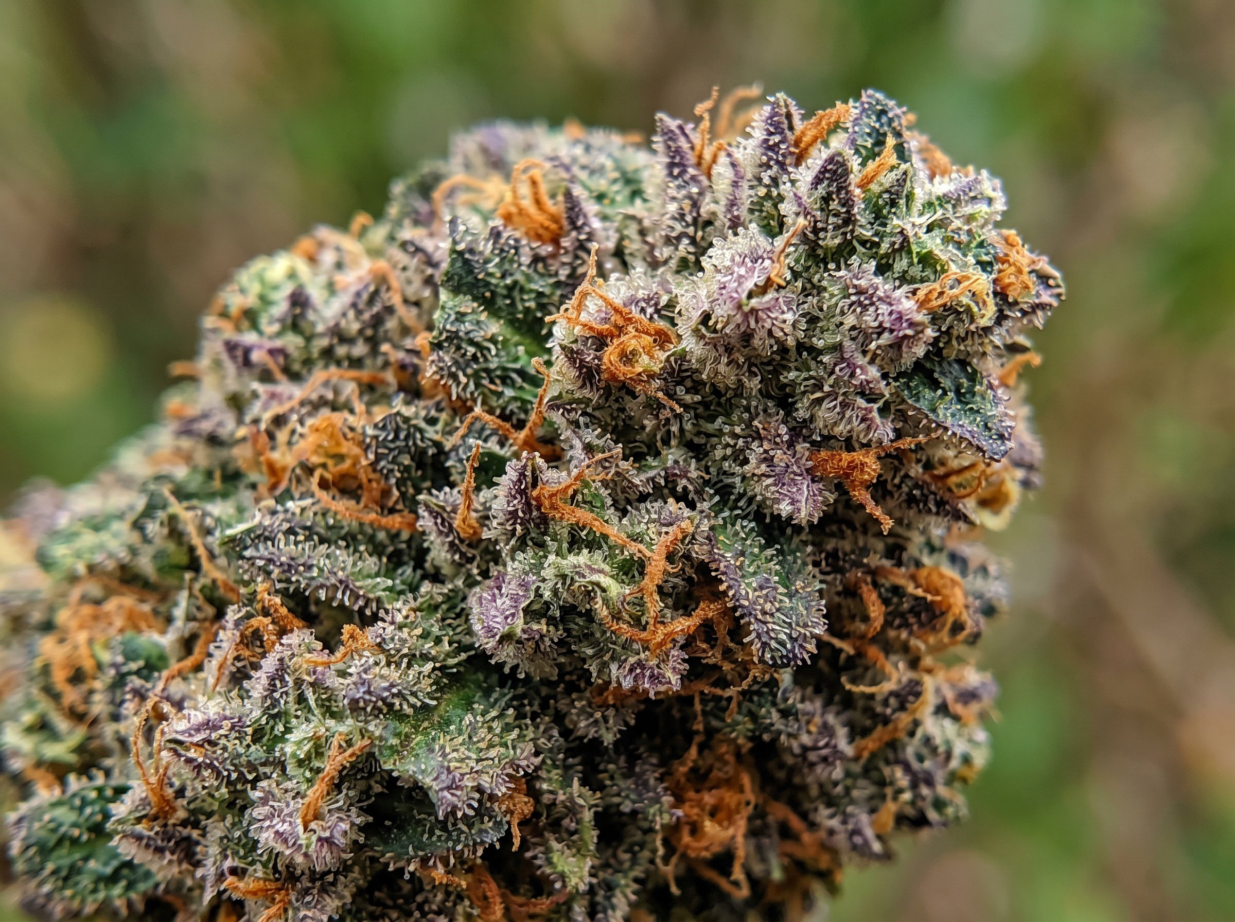 MAC 1 strain guide showing dense buds with purple hues and crystal trichomes