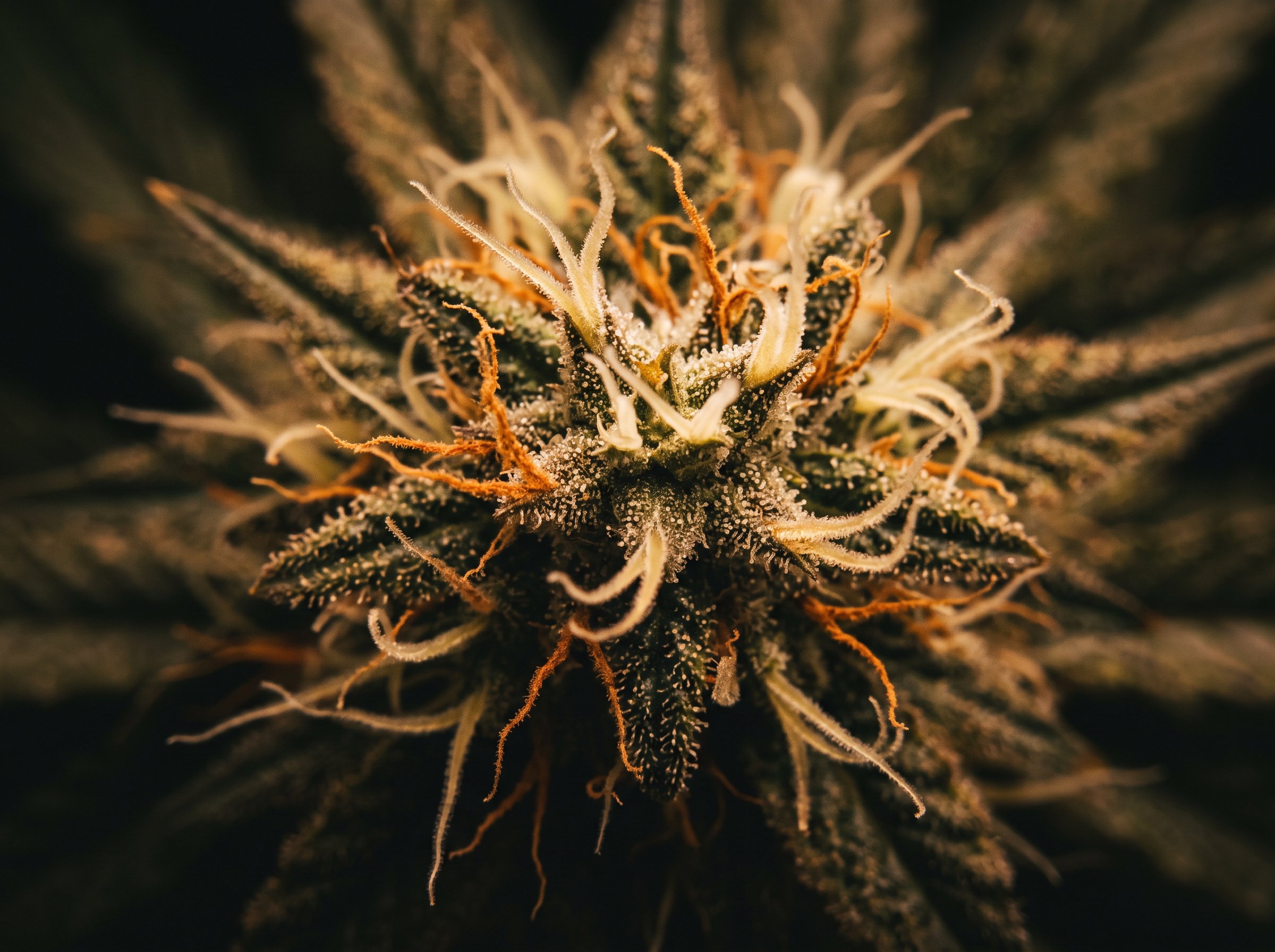 Northern Lights strain profile showing dense green buds with purple hues and orange pistils