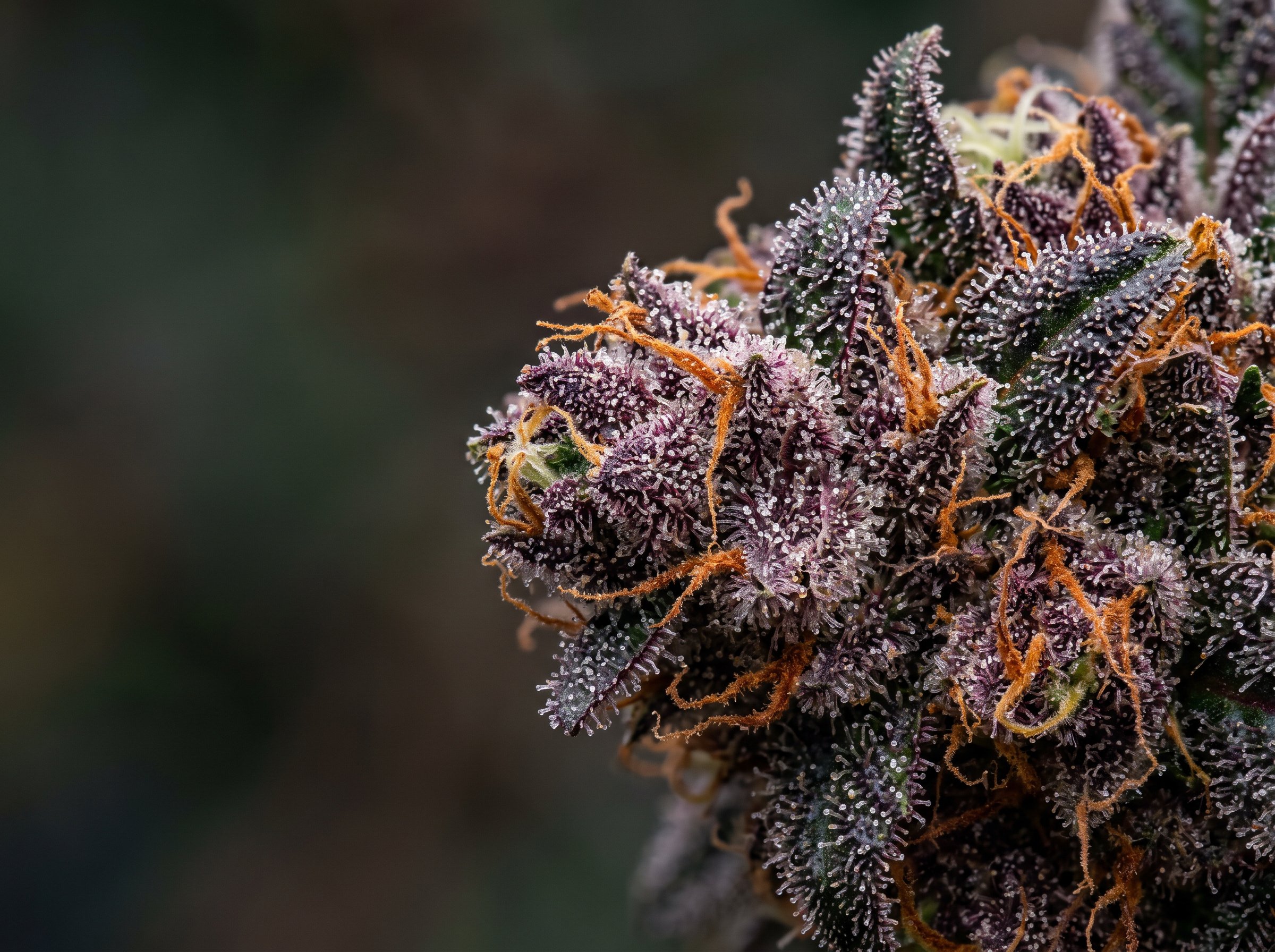 Top 10 cannabis strains 2026 comparison chart showing relaxing and energizing varieties