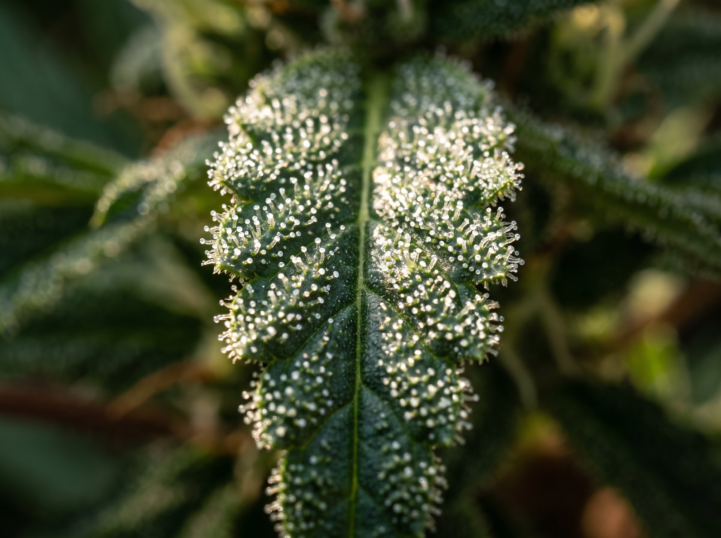 Cannabis plant showing flavonoids, terpenes and cannabinoids chemical compounds